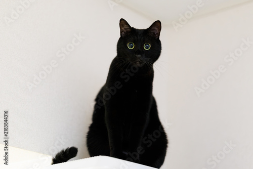 黒猫