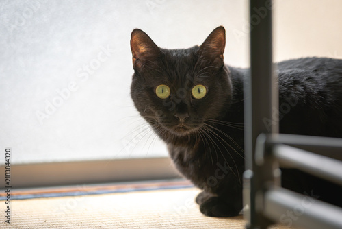 黒猫