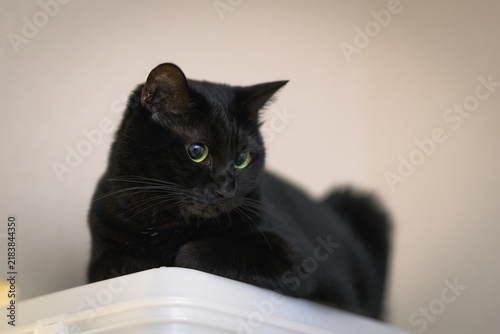 黒猫