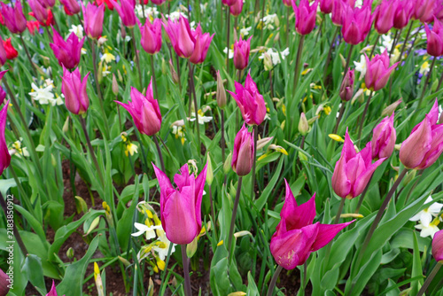 Beautiful horizontal banner background of vibrant pink lily-flowered tulips blooming with green grass in a spring garden, perfect for website headers, festive announcements, and commercial design. .