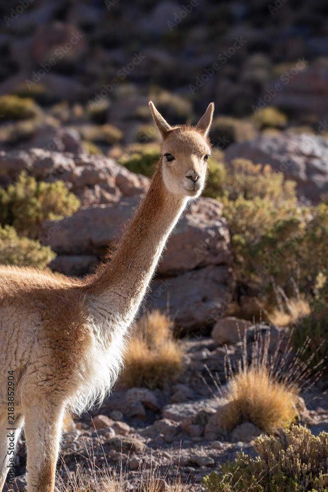 Fototapeta premium llama in the grass