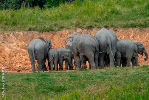 Photography Title: Elephants are large mammals and are the largest land animals