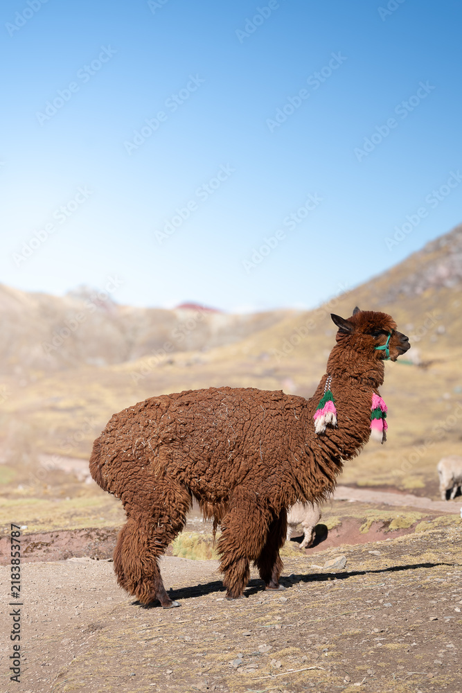 Fototapeta premium Alpaca in Peru