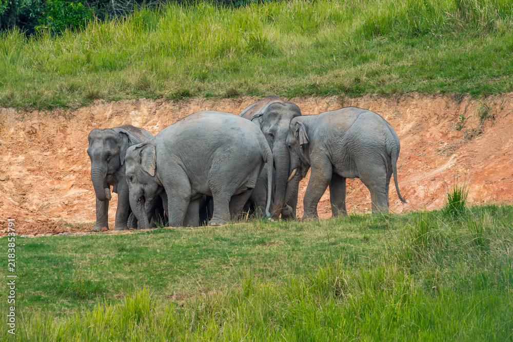 Fototapeta premium Title: Elephants are large mammals and are the largest land animals. Wild elephants eat plants. They are big, have a small head, big legs, and have a trunk that reaches to the ground. 