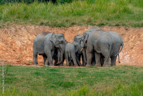 Photography Title: Elephants are large mammals and are the largest land animals
