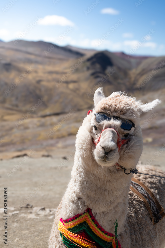 Fototapeta premium Alpaca and rainbow mountains in Peru