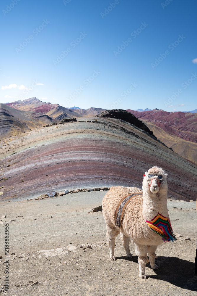 Fototapeta premium Alpaca and rainbow mountains in Peru