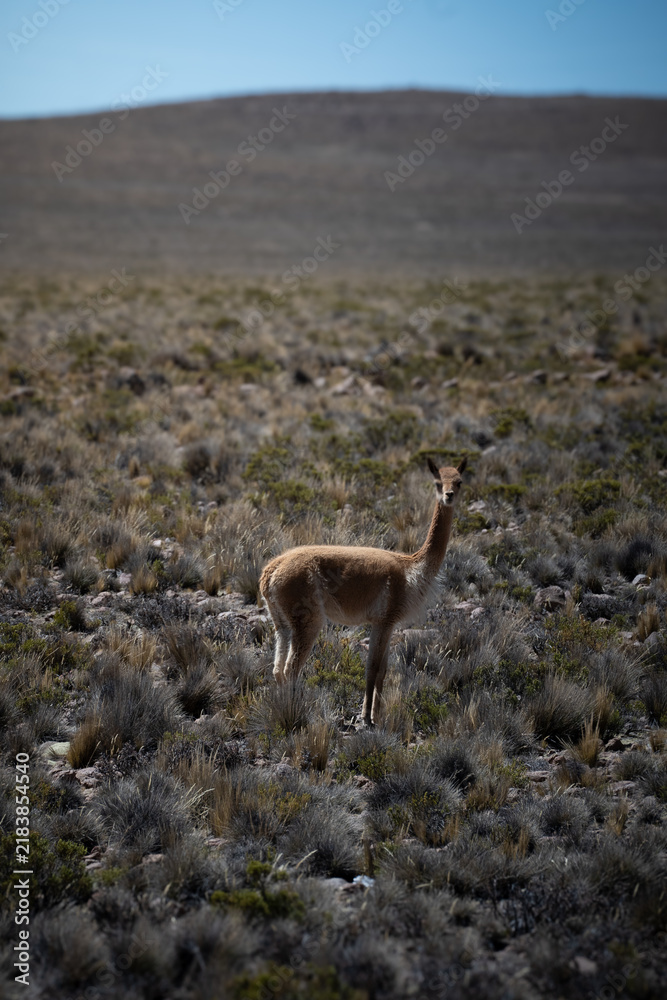 Fototapeta premium deer in the mountains