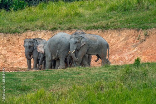 Photography Title: Elephants are large mammals and are the largest land animals