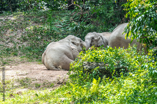 Photography Title: Elephants are large mammals and are the largest land animals