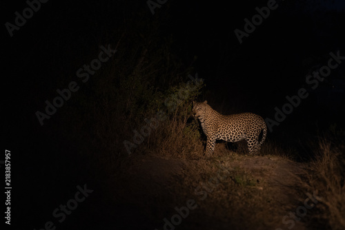 Canvas Print Male leopard standing in the dirt road illuminated by a spot light at night, Sabi Sand Nature Reserve