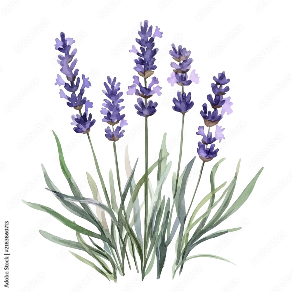 Obraz premium Lavender, watercolor illustration vector, isolated on a white background.