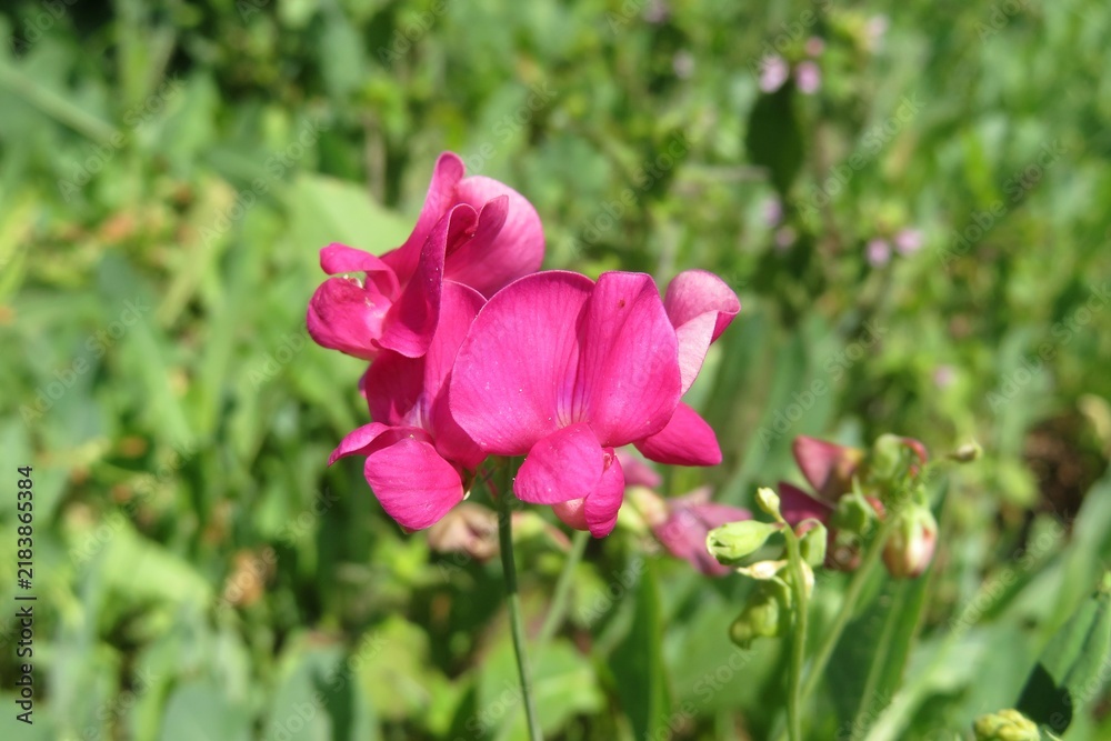 Obraz premium Pink Vicia sativa flowers 8n the meadow, closeup