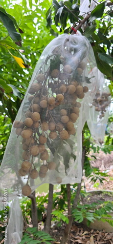 Картината върху платно Longan fruit in orchard clusters are wrapped in white mesh bags on the trees to protect them from insects, bats, other animals that might eat and destroy fruit