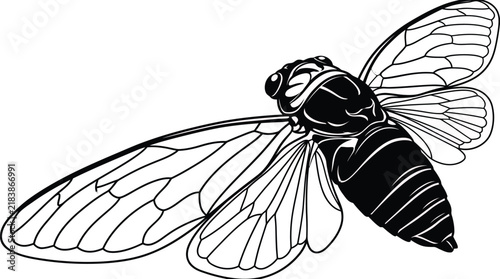 Detailed Black and White Line Art Vector Illustration of a Cicada Insect with Extended Wings for Nature and Biology Designs