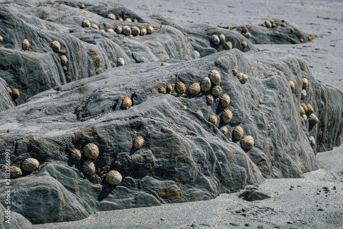 Fotografie Close up of grey coastal rocks covered with conical limpet shells on a sandy bea