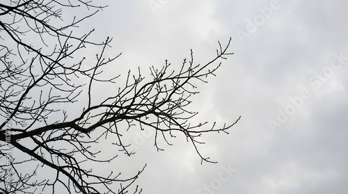 Bare Branches Against a Cloudy Sky: Stark, silhouetted branches of a deciduous tree reach out against a muted, overcast sky, evoking a sense of winter's quietude and the subtle beauty of dormancy.