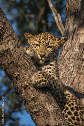 Canvas Print A cute leopard cub sitting up in a tree, Sabi Sand Nature Reserve