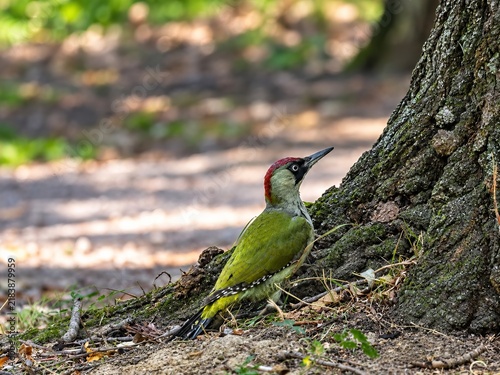 Green woodpecker on the ground beside a tree trunk