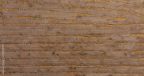 Aerial View of Rows of Pumpkins in an Agricultural Field