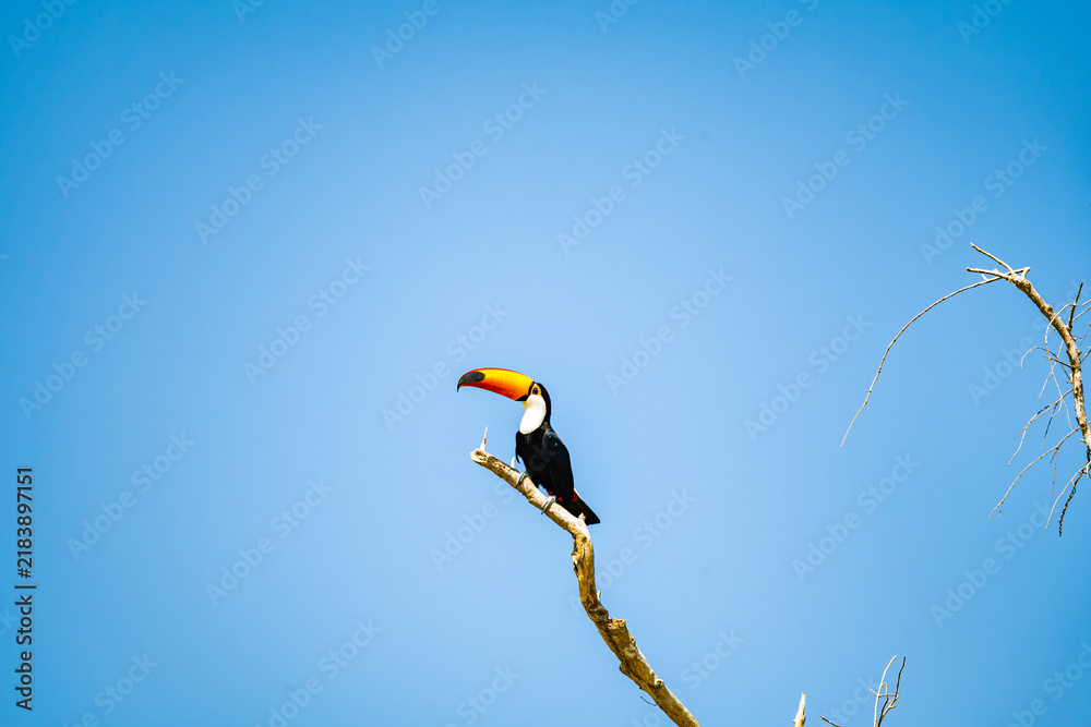 Obraz premium Toco toucan (Ramphastos toco) with huge orange bill and white throat perched on the tip of a bare branch against a clear blue sky in a minimalist composition in the Pantanal of Mato Grosso Brazil