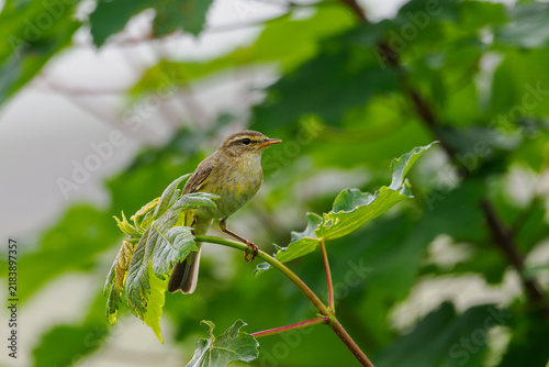 Fotografía Fitis (phylloscopus trochilus)