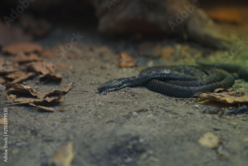 Fotografie Common Viper vesting on rocky ground in zoo terrarium