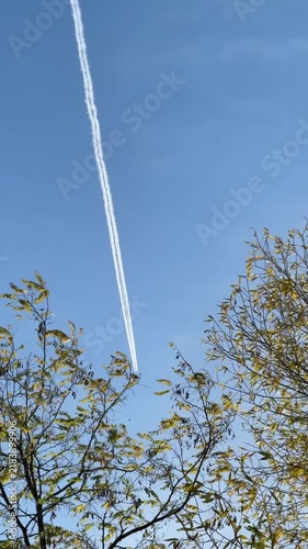 Contrail above tree branches