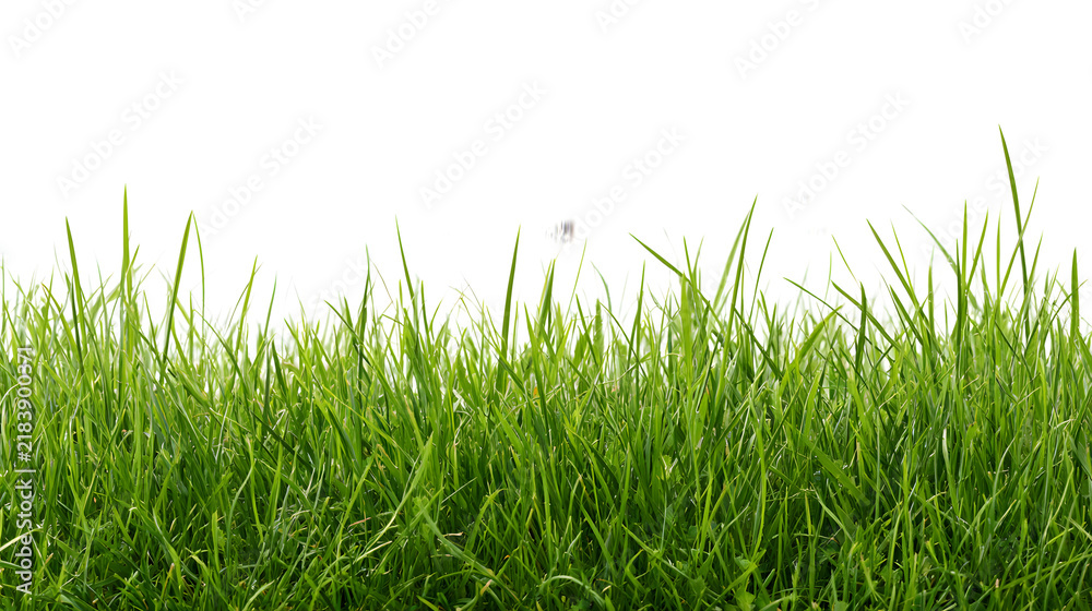 Fototapeta premium Grass on white background/High-resolution green grass meadow isolated on a clean white background, with sharp details and natural texture