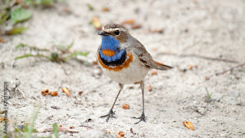 robin on the ground