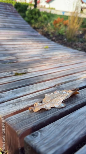 Autumn leaf lying on wooden bench