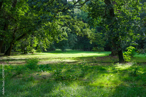 green forest in the morning