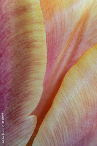 Bild auf Leinwand Close up of pink tulip petals