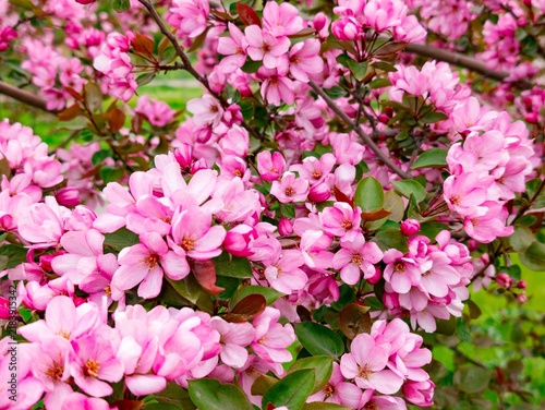 Bild auf Leinwand Vibrant pink apple blossoms densely cover branches with fresh green leaves, showcasing the beauty of springtime flowering