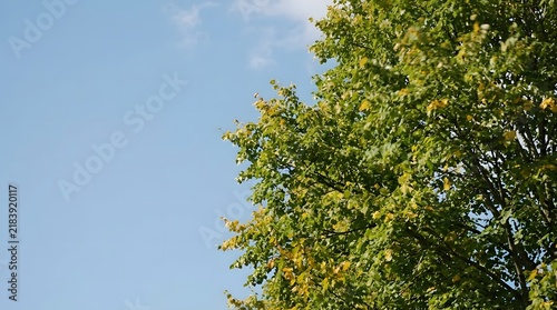 Vibrant deciduous tree with green and yellowing leaves against a clear blue sky. Bright natural daylight highlights the dense foliage and negative sky space in a park setting.