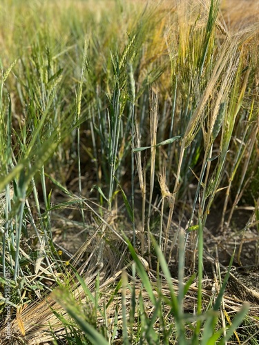 Canvastavla Green barley field texture and agricultural background