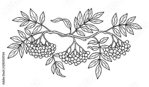 Canvas Print Rowan tree branch with berry clusters and pinnate leaves, black and white line a