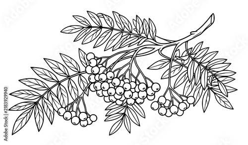 Photography Detailed rowan branch with clusters of berries and lush pinnate leaves, black an