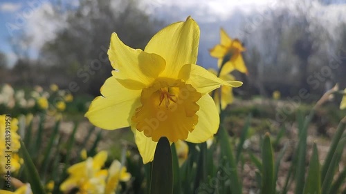 Blooming flower. Blooming yellow daffodil flower. Blossomed narcissus growing in ground on sunny spring day. Flower inflorescence with petals and green leaves. Flowerbed. Growing varietal flowers