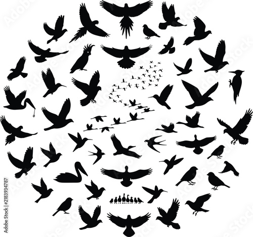 Black Bird Silhouette Collection Featuring Flying Birds in Various Natural Poses and Directions