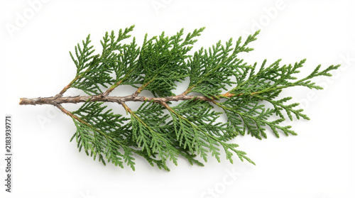 Christmas Tree Branch with Pine Cones and Green Needles Isolated on White Background, Evergreen Fir Twig for Winter Holiday Decoration and Christmas Celebration