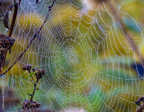 Obraz na plátně An intricate blind weaver spider web spun between plant stems, glistening with t