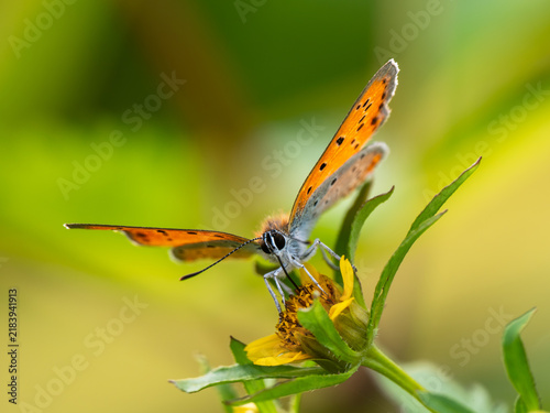 Foto Large Copper Butterfly on Nodding Bur-Marigold