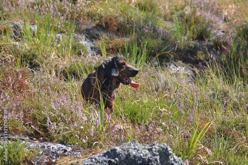 Alpine dachsbracke hunting dog in blooming heather meadow