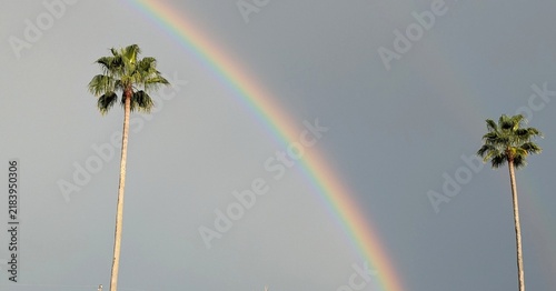 Photography Rainbow and palm trees in a stormy sky