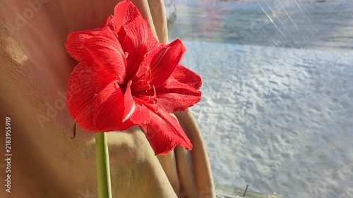 Hippeastrum amaryllis Pink Symphony. Large blooming flower pink color near window on winter day. Big blooming flower with red petals. Perennial bulbous flower. Decorative Inflorescence houseplant.