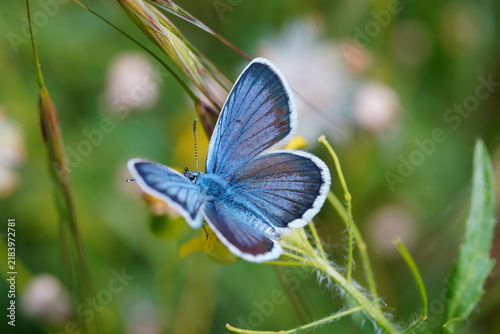 A small blue butterfly on the green grass.