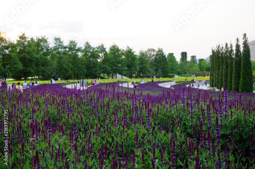 Blooming sage field in Galitsky Park.