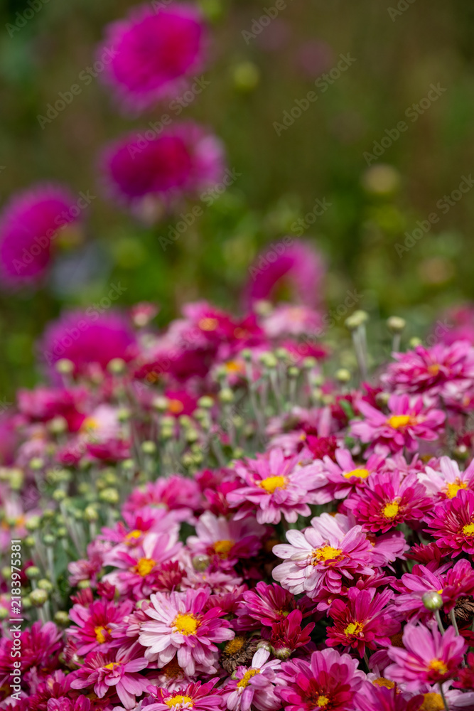 Obraz premium Bright pink, low maintenance cosmos flowers growing in Wisley garden in Surrey UK. Photographed in late summer.