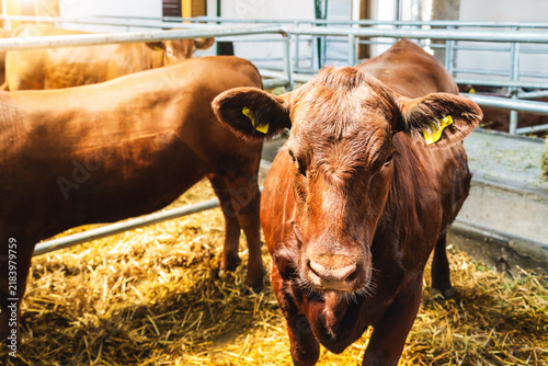 Foto Young red Angus cattle in barn at livestock farm.